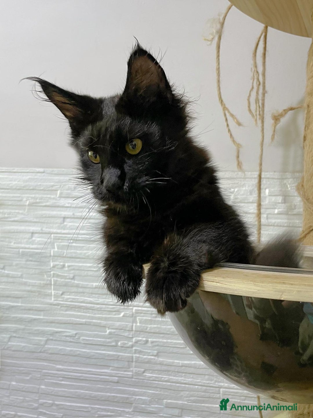 Maine Coon gatti in vendita: Cuccioli Maine Coon disponibili  a Città Metropolitana di Firenze - Immagine 4
