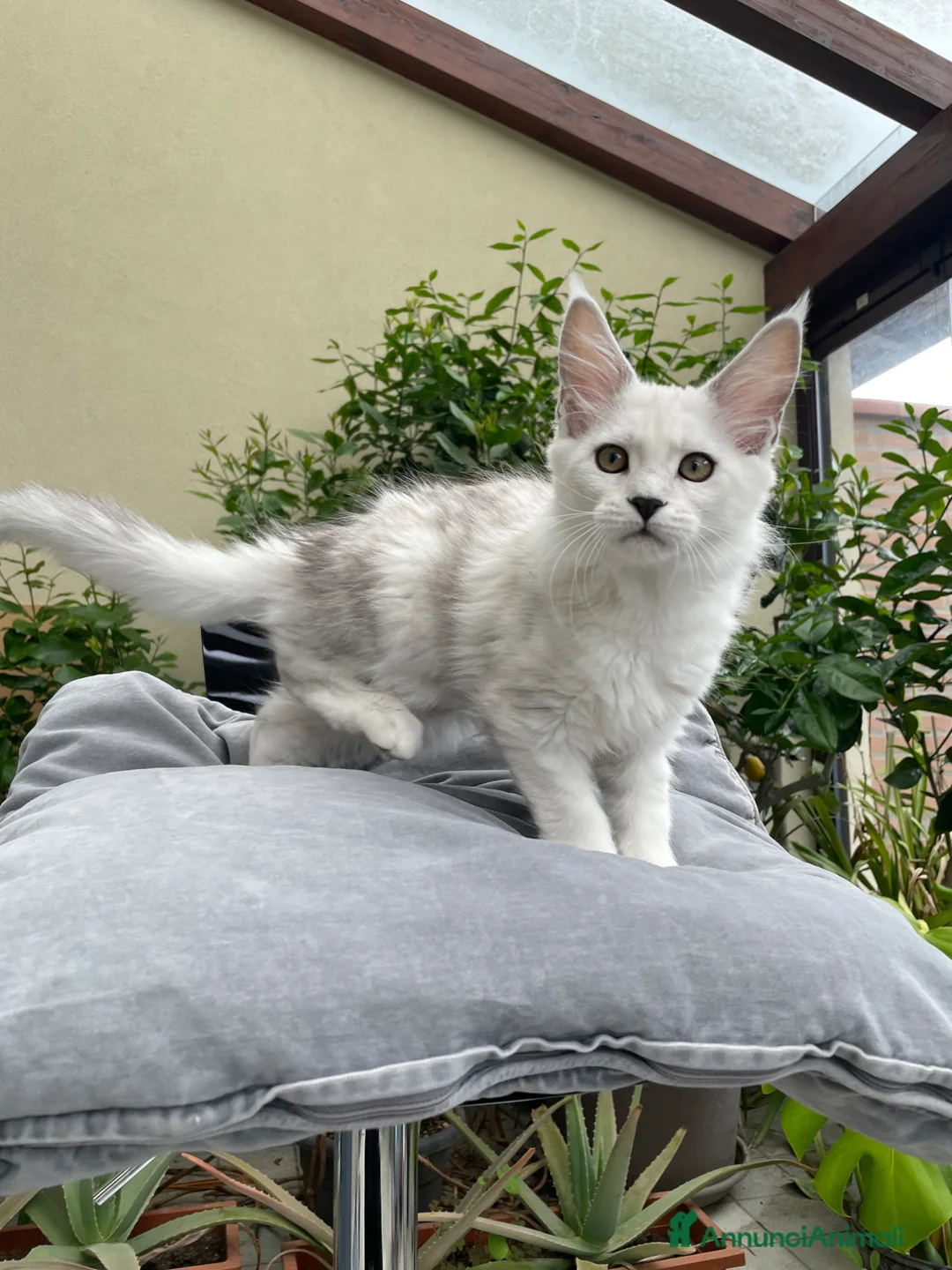 Maine Coon gatti in vendita: Bellissima cucciola shaded - Annuncio 2