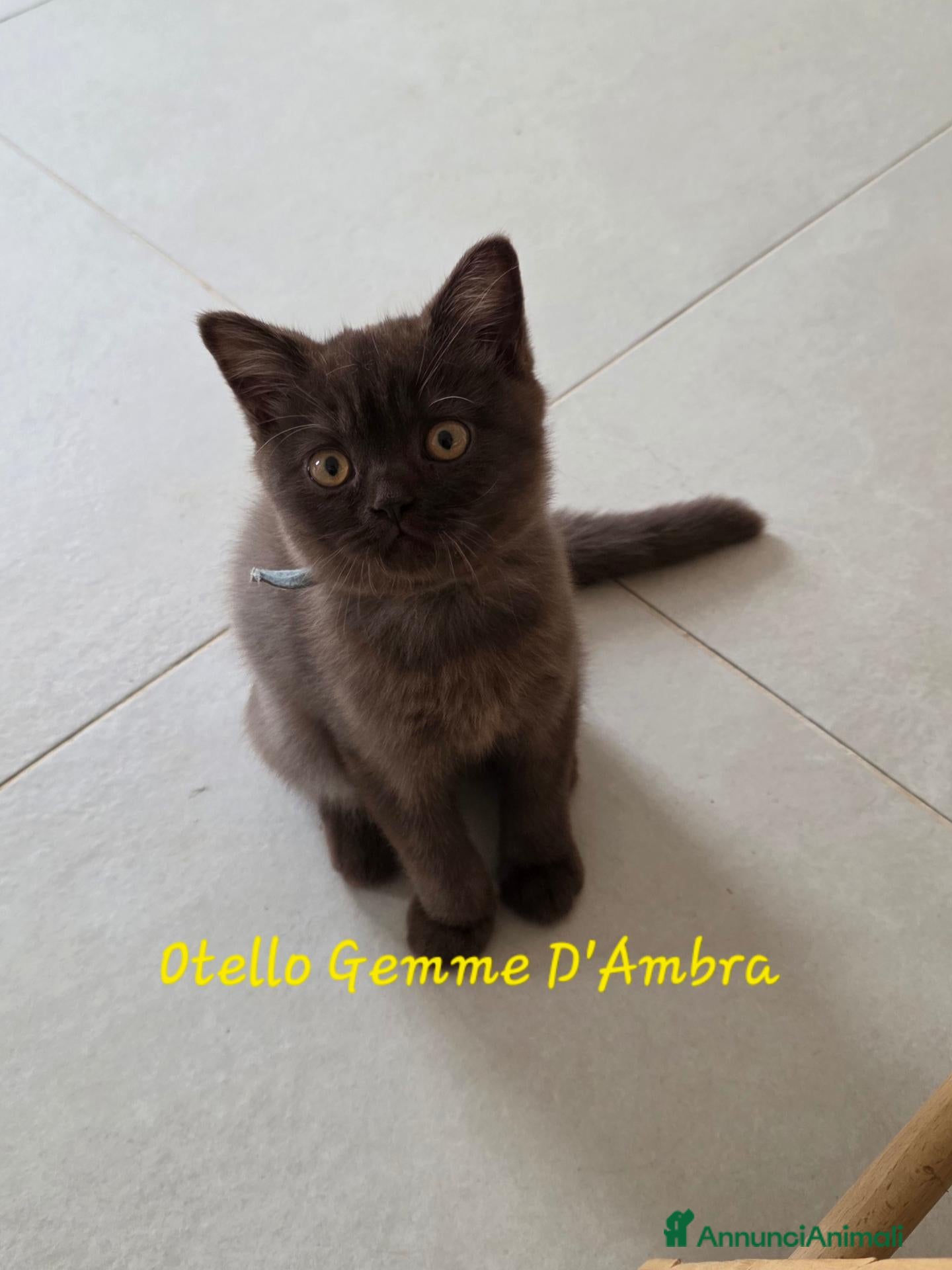 British gatti British shorthair chocolate  - Annuncio 1