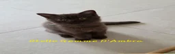 British gatti in vendita: British shorthair chocolate  - Annuncio 1