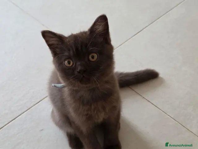 British gatti British shorthair chocolate - Annuncio 1