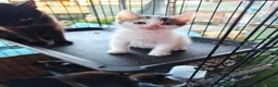 Meticcio gatti in regalo: 🐾 MOKA E I SUOI “MOCACCINI”  - Annuncio 2