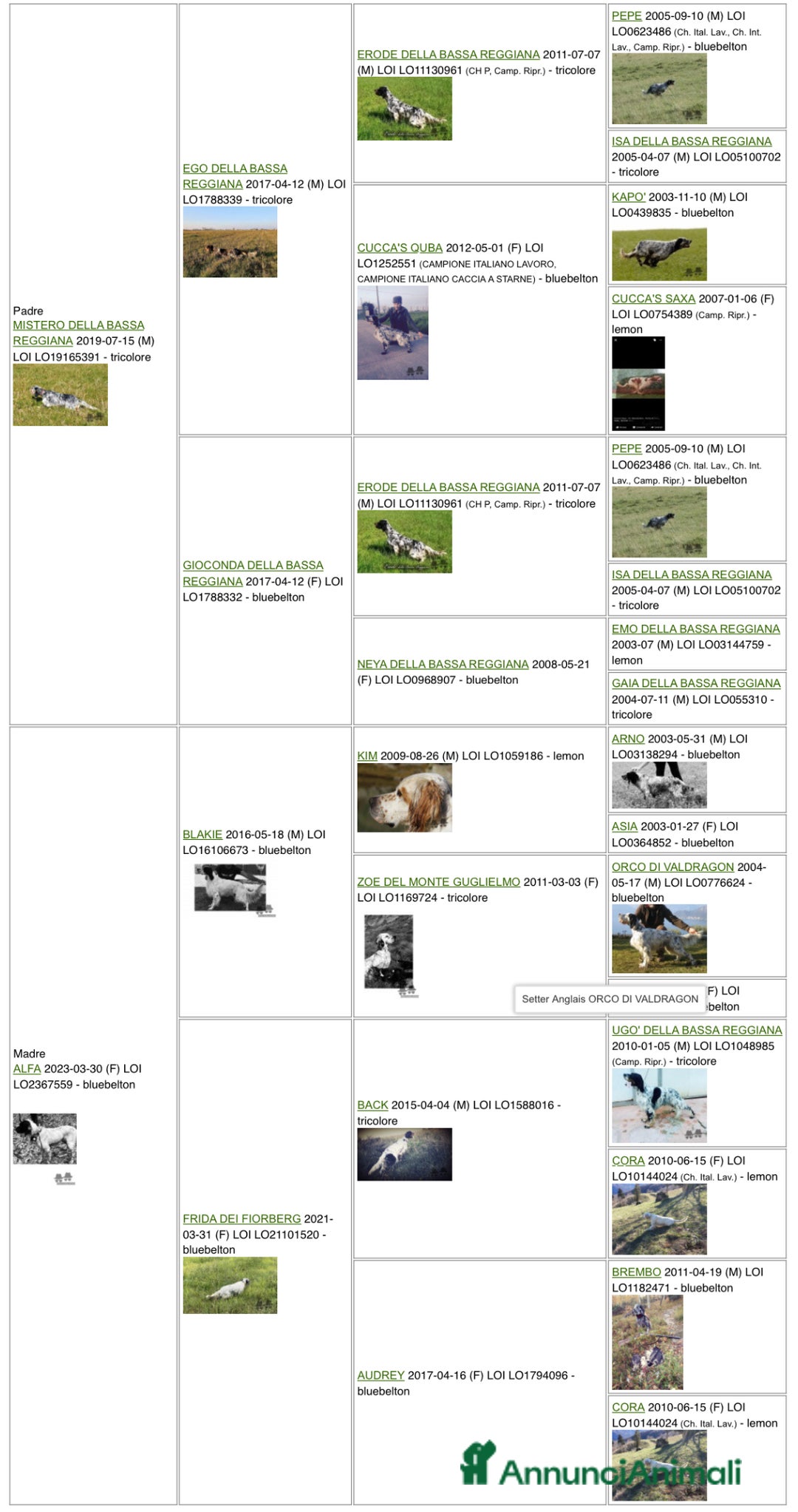 Setter Inglese cani in vendita: Vendo cuccioli di setter inglese  a Provincia di Monza e della Brianza - Immagine 4