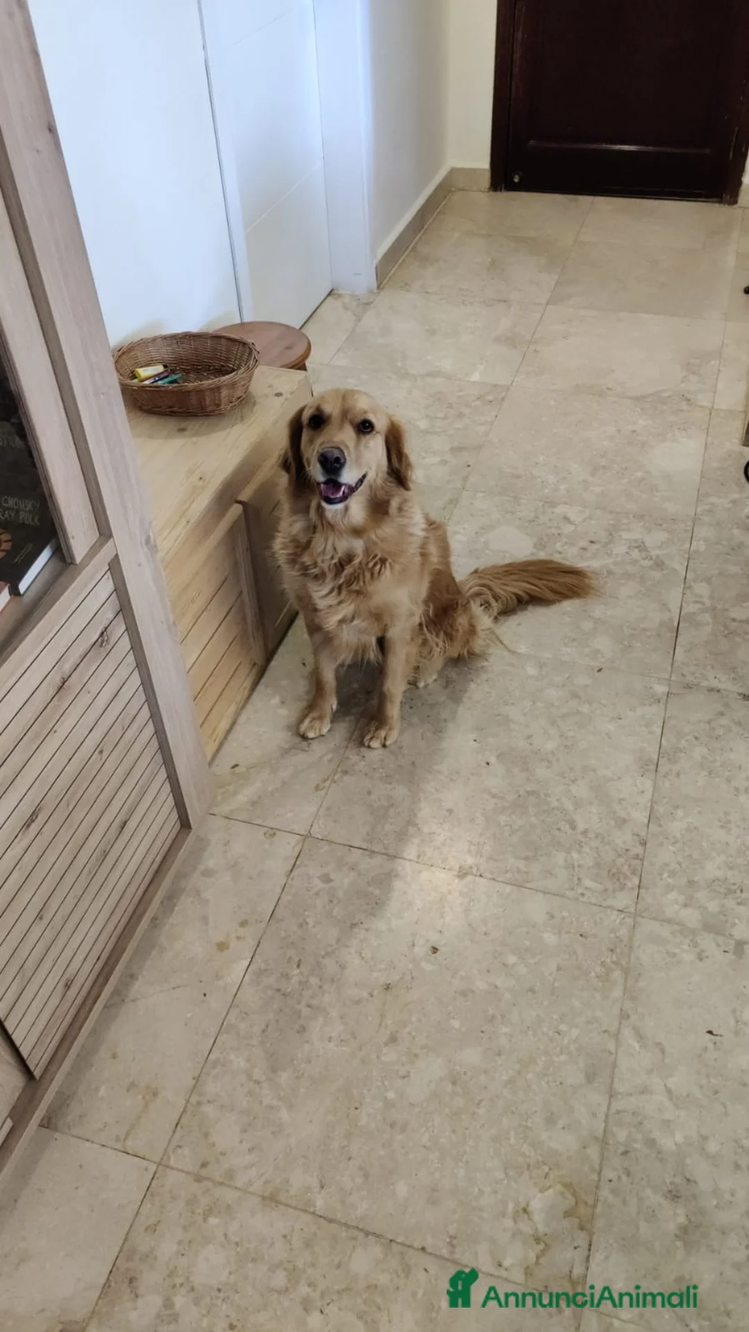 Golden Retriever cani in regalo: Stella, un meravigliosa Golden Retriever - Annuncio 4