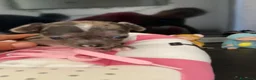 Chihuahua cani in vendita: Chihuahua cuccioli - Annuncio 10