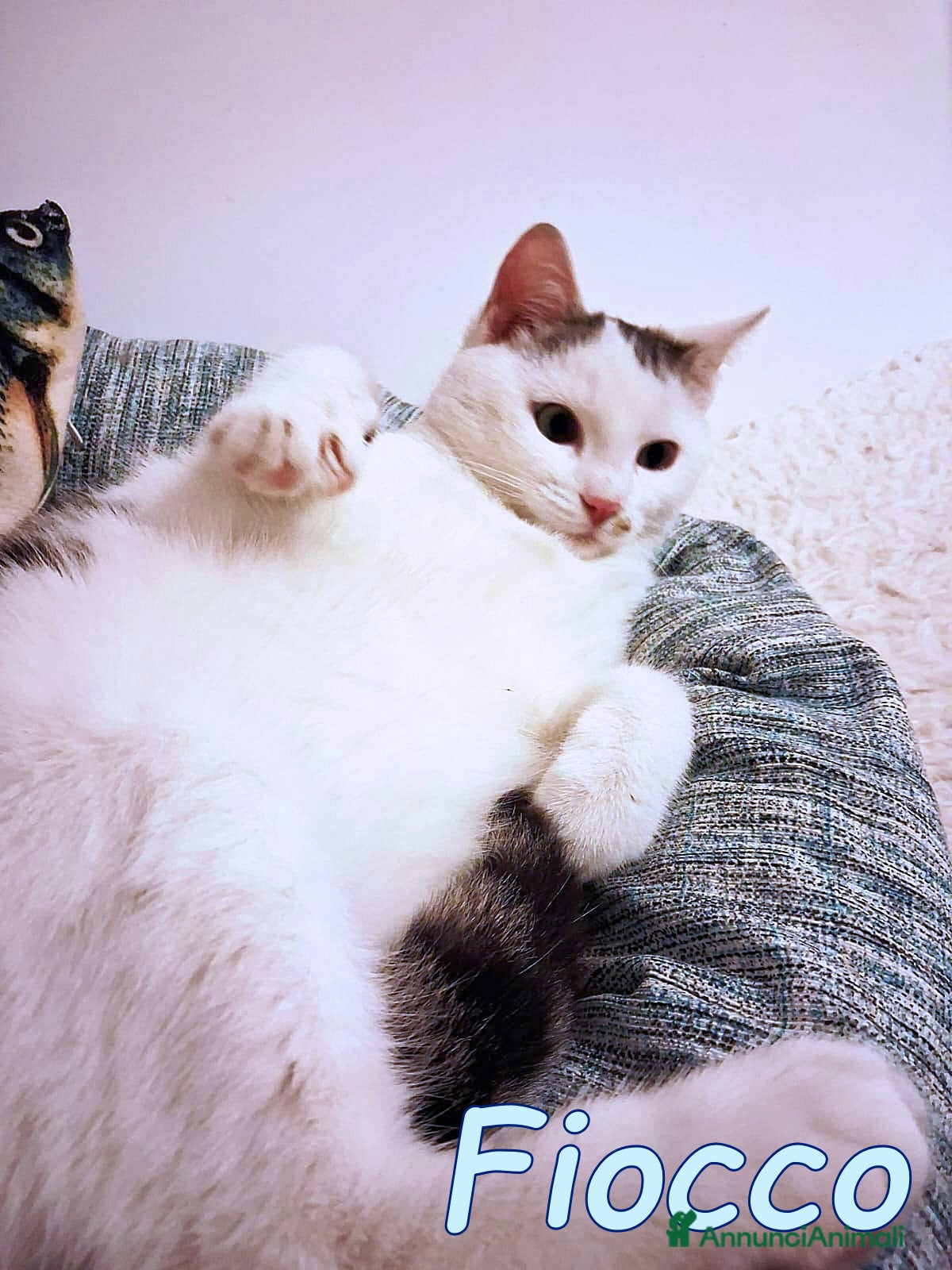 Europeo gatti FIOCCO UN GATTINO DOLCISSIMO - Annuncio 30