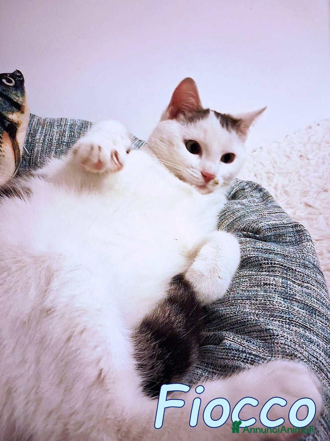 Europeo gatti in regalo: FIOCCO UN GATTINO DOLCISSIMO - Annuncio 1