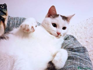 Europeo gatti FIOCCO UN GATTINO DOLCISSIMO - Annuncio 30