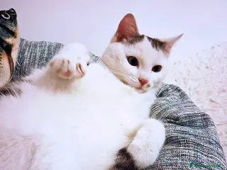 Europeo gatti FIOCCO UN GATTINO DOLCISSIMO - Annuncio 24