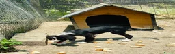 Meticcio cani in regalo: Cucciolo 4 mesi taglia media - Annuncio 4
