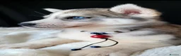 Husky cani in vendita: SIBERIAN HUSKY CUCCIOLATA CON PEDIGREE  - Annuncio 17