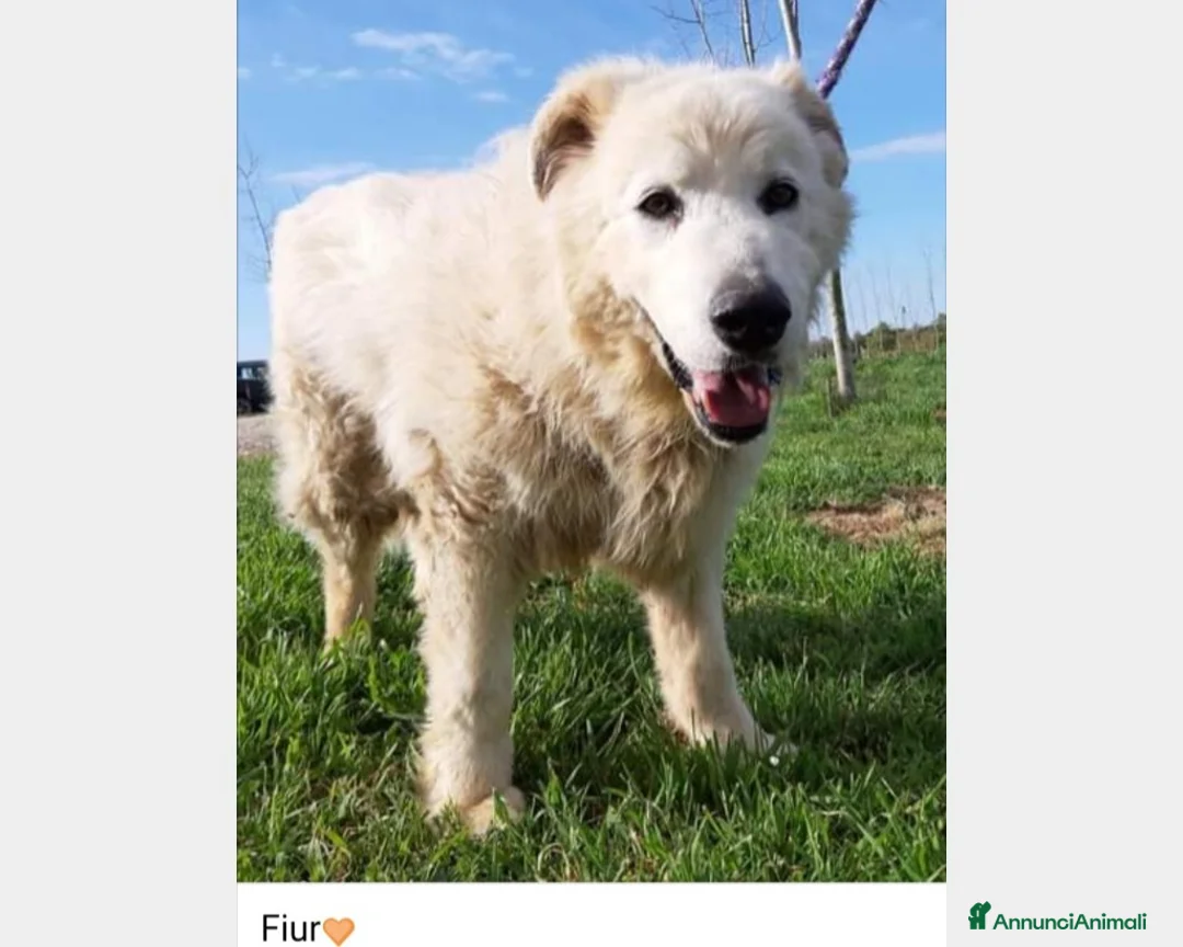 Meticcio cani in regalo: SE HAI DECISO DI CONDIVIDERE LA TUA VITA  a Roma - Annuncio 3