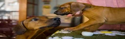 Rhodesian Ridgeback cani in vendita: Cuccioli Rhodesian Ridgeback con Pedigree ENCI - Annuncio 20