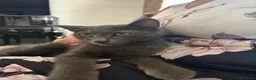 Altre razze gatti in regalo: Gattino maschio cerca casa prov. Caserta a Provincia di Caserta - Annuncio 1