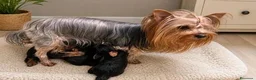 Yorkshire cani in vendita: Adorabili Cuccioli di Yorkshire terrier M/F - Annuncio 17