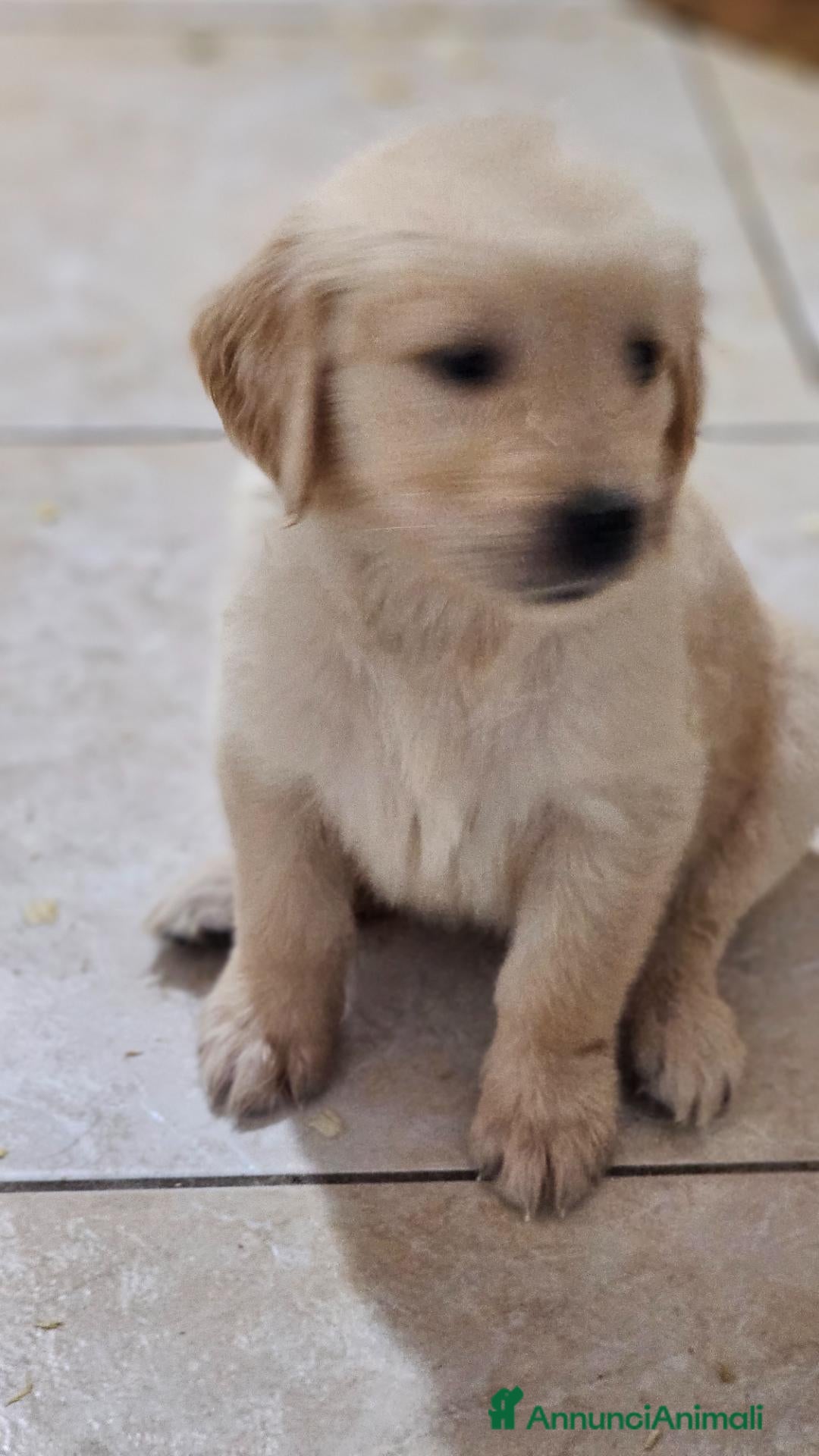 Golden Retriever cani ULTIMI 2 SPLENDIDI CUCCIOLI GOLDEN RETRIEVER  - Annuncio 2