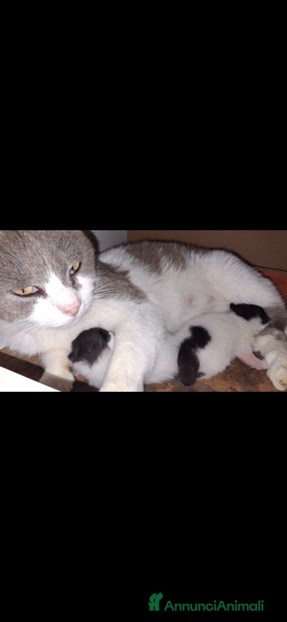 Persiano gatti Regalo gattini Salerno - Annuncio 1