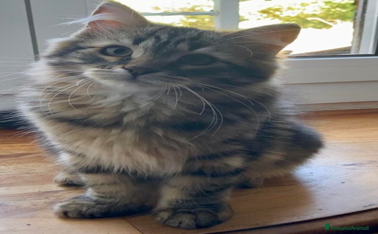 Siberiano gatti a Provincia di Alessandria - Annuncio 14