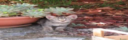 Europeo gatti in regalo: 4 cuccioli da adottare  - Annuncio 8