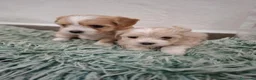 Maltipoo cani in vendita: Maltipoo di Prima Generazione  - Annuncio 1