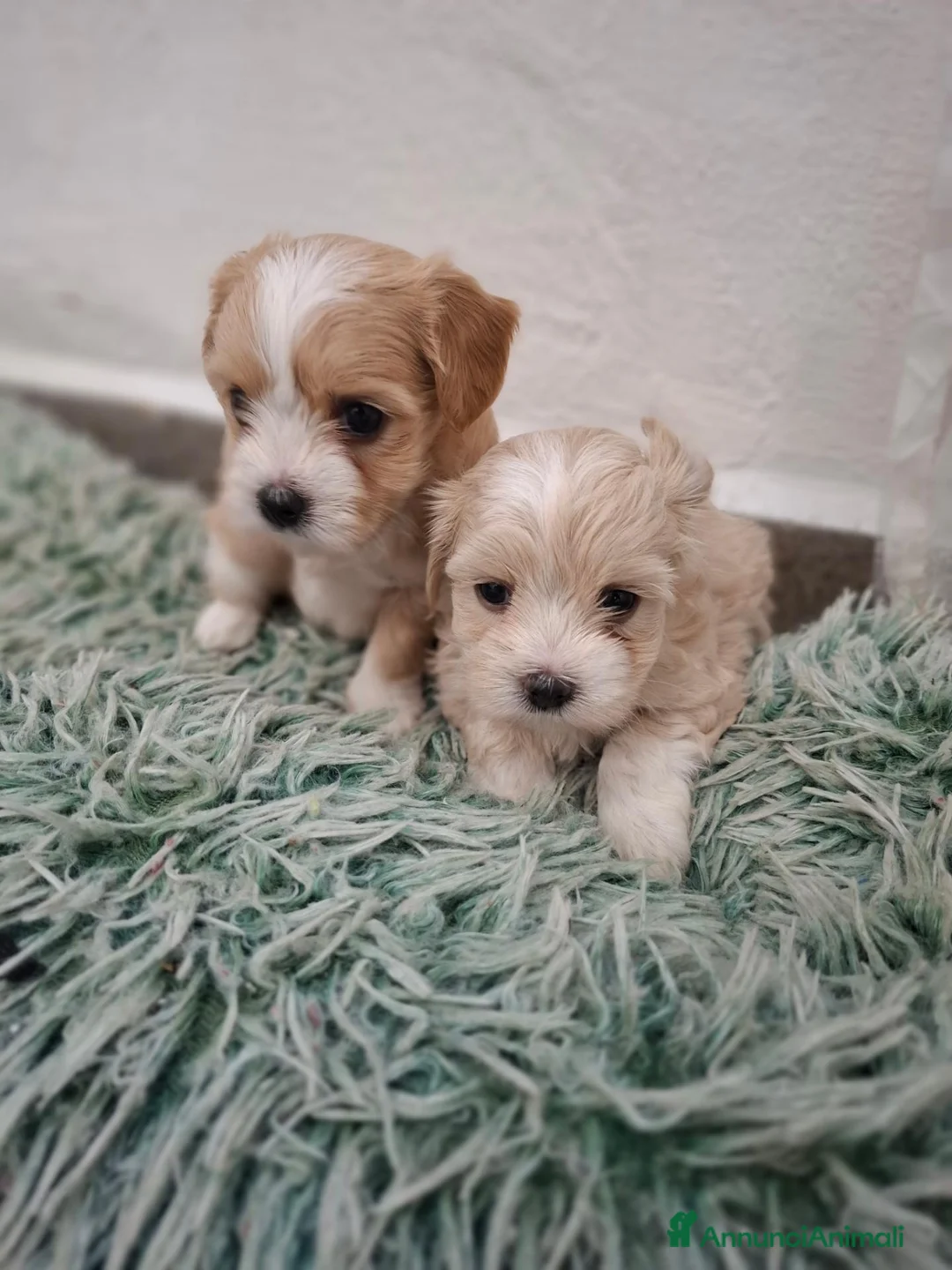 Maltipoo cani in vendita: Maltipoo di Prima Generazione  - Annuncio 1
