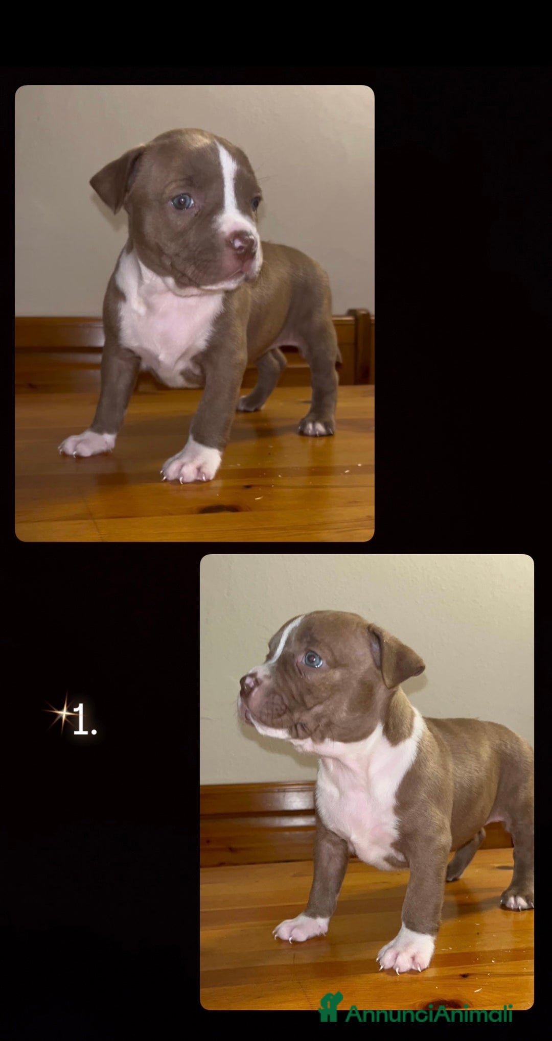 Pitbull cani in vendita: Cuccioli di pitbull - Annuncio 2