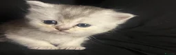 Scottish gatti in vendita: Gattini Scottish Straight  - Annuncio 19