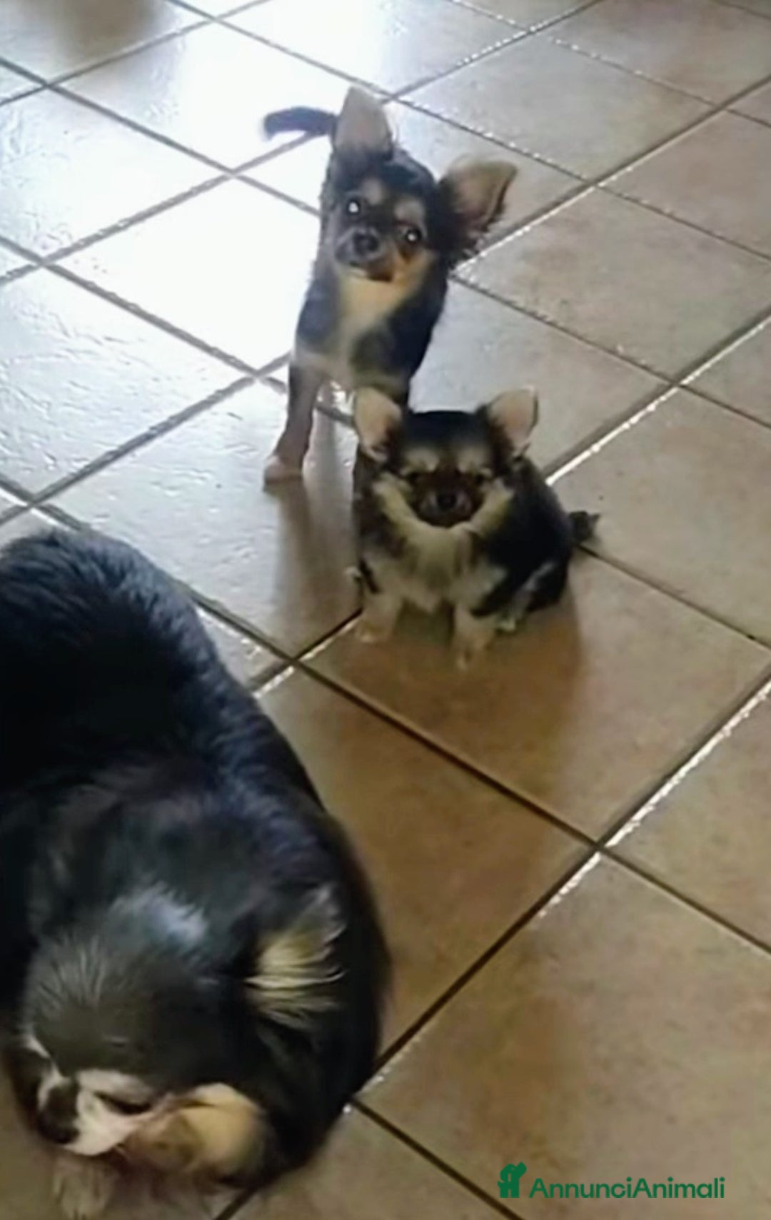 Chihuahua cani in vendita: Chihuahua pelo lungo pure razza  - Annuncio 3