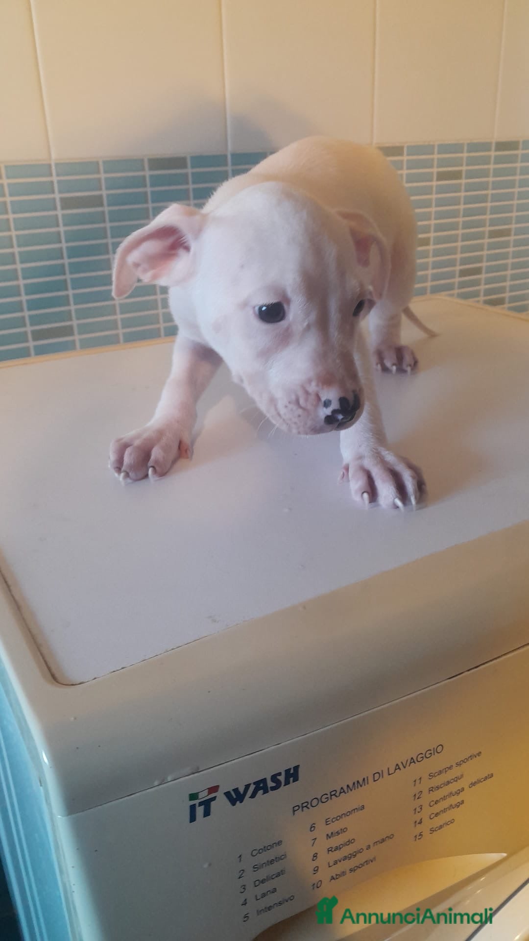 Pitbull cani in vendita: CUCCIOLI DI PITBULL a Provincia di Viterbo - Immagine 17