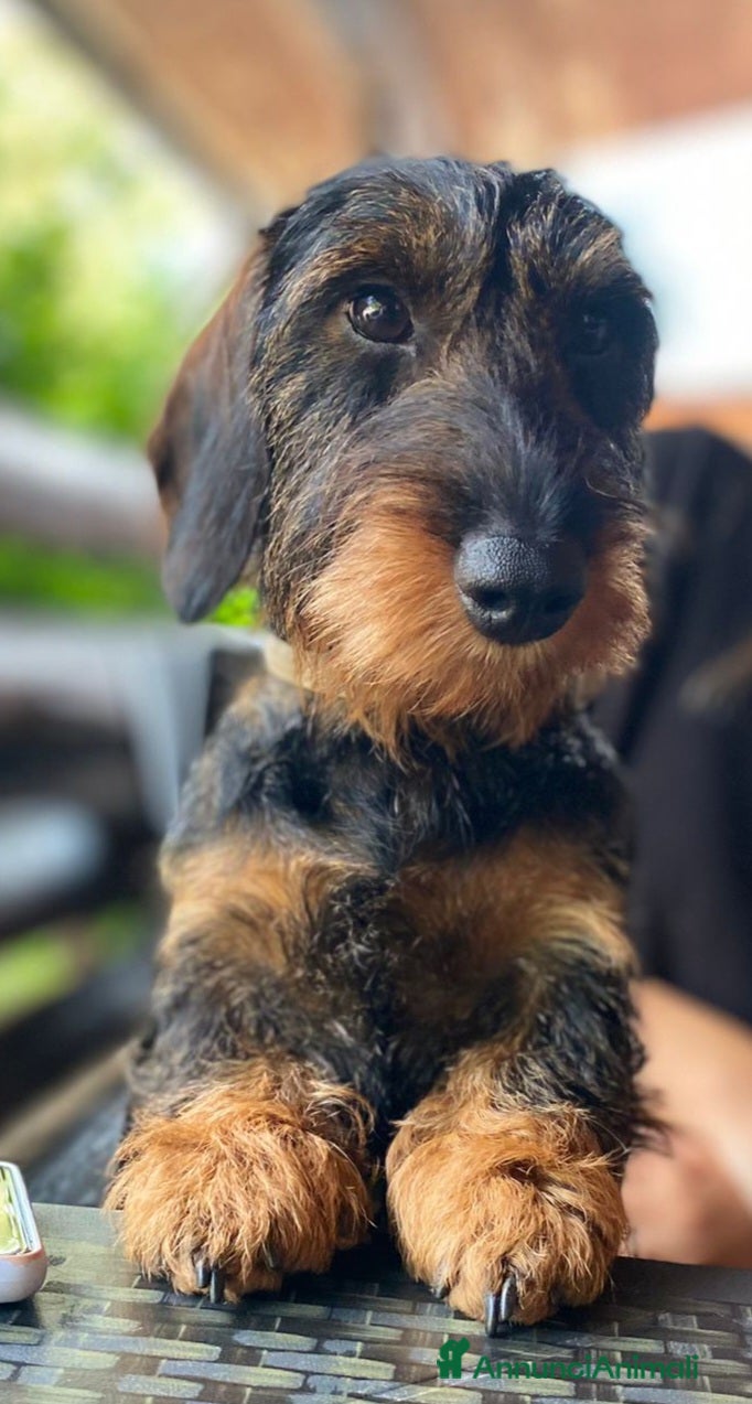 Bassotto cani Cerco maschio per accoppiamento  - Annuncio 2