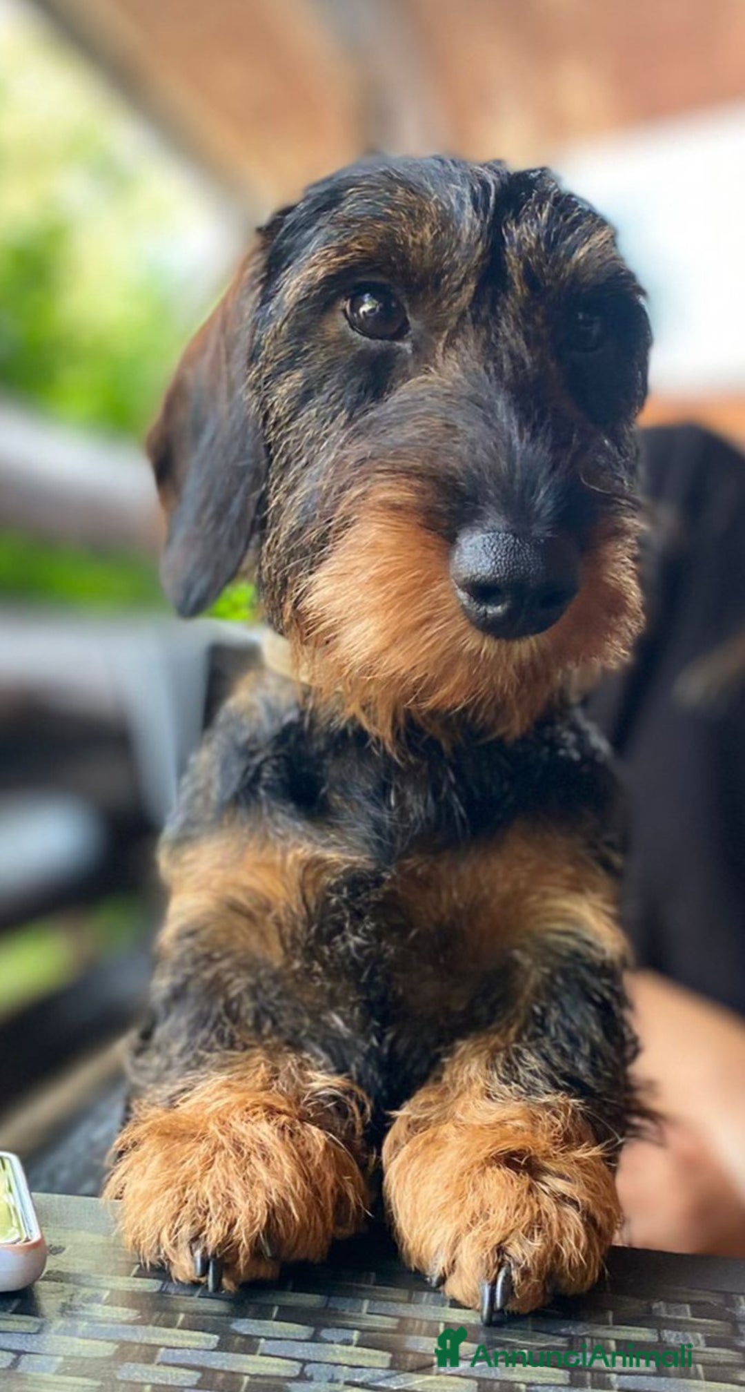 Bassotto cani per accoppiamento: Cerco maschio per accoppiamento  - Annuncio 1