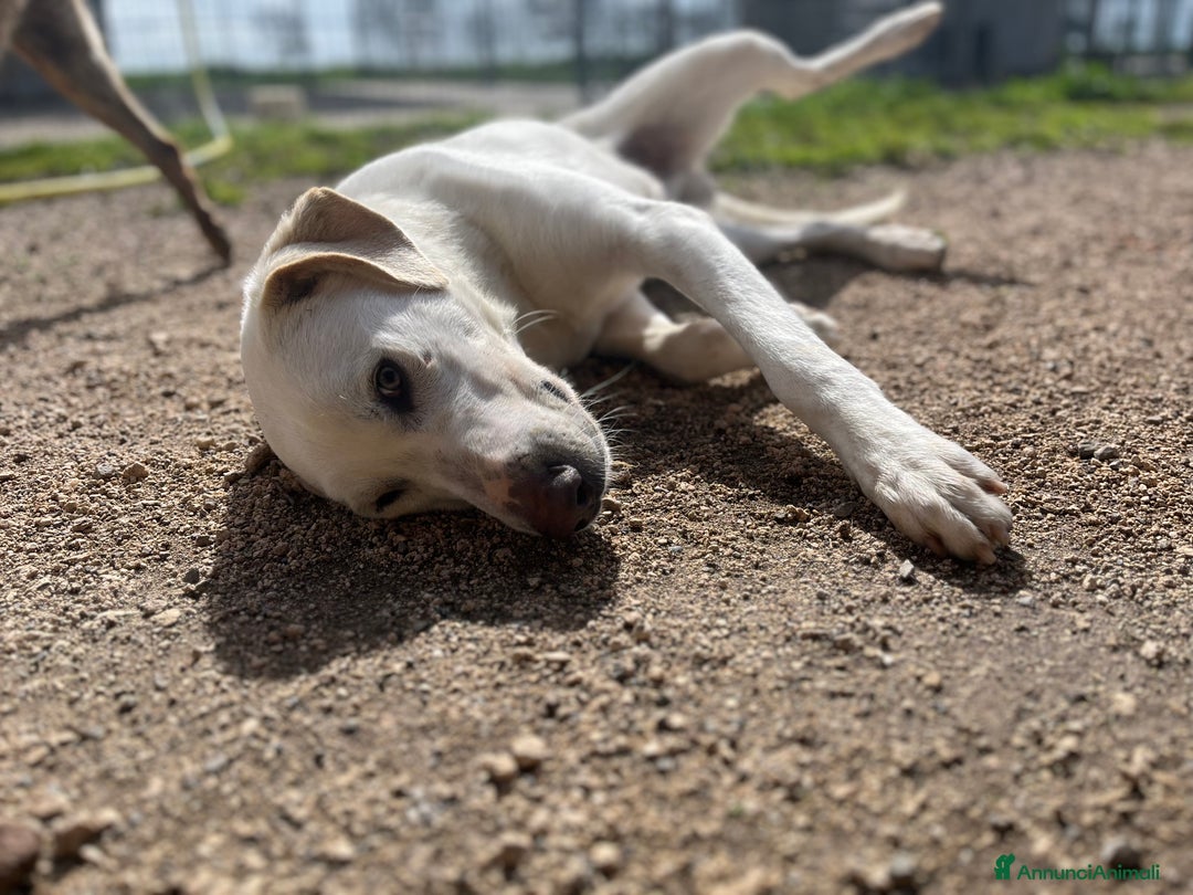 Meticcio cani in regalo: Un cane invisibile - Annuncio 5