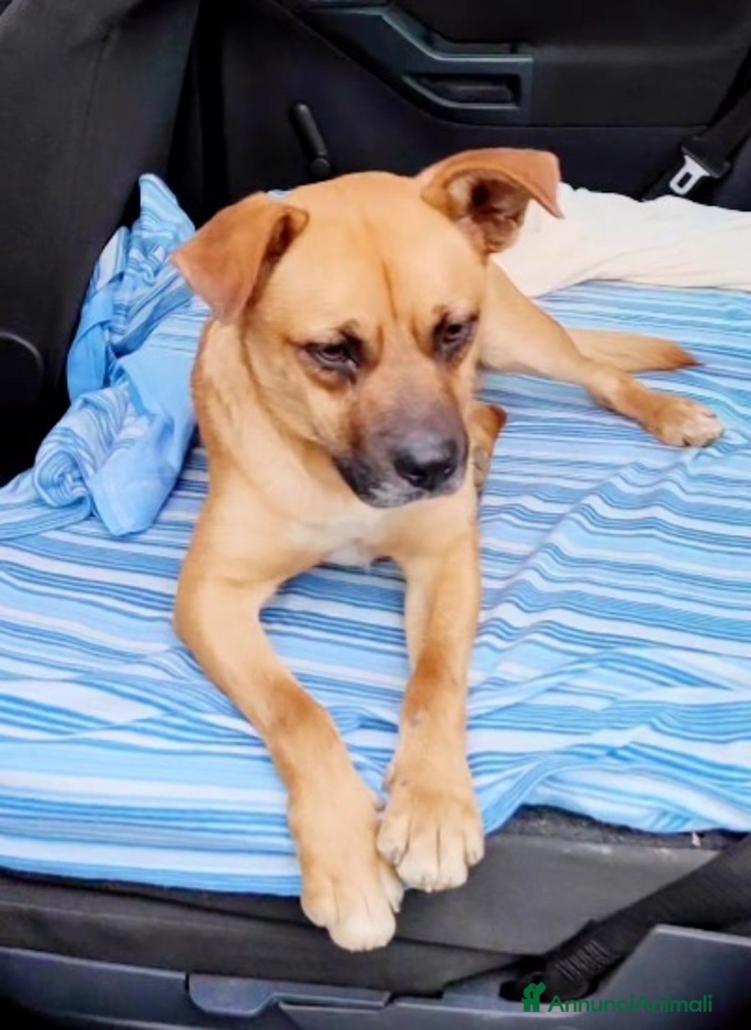 Meticcio cani in regalo: 1anno SALITO A MILANO E TORNATO IN CALABRIA!SOS a Città metropolitana di Milano - Annuncio 4