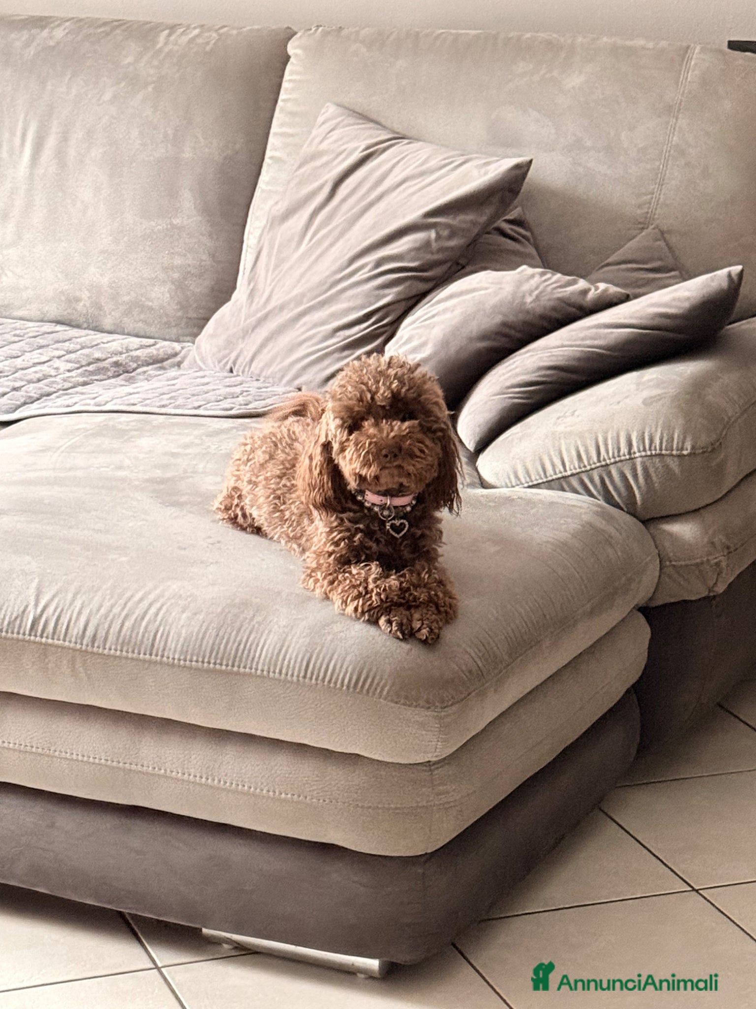 Barboncino cani Cuccioli di barboncino  - Annuncio 18