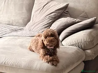 Barboncino cani Cuccioli di barboncino - Annuncio 18