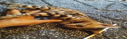 Bengala gatti in vendita: Dolcissimo gattino del bengala con pedigree AFSI  - Annuncio 11
