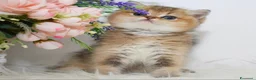 British gatti in vendita: Dolcissimi cuccioli di british shorthair golden - Annuncio 2