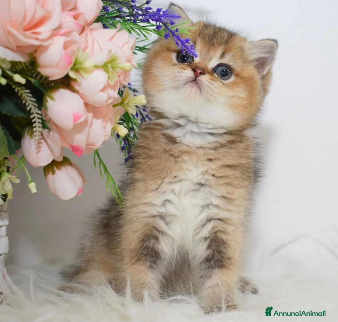 British gatti in vendita: Dolcissimi cuccioli di british shorthair golden - Annuncio 2