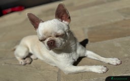 Chihuahua cani per accoppiamento: Chihuahua maschio per monta - Immagine 1