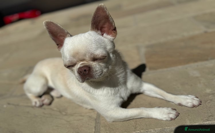 Chihuahua cani - Annuncio 2