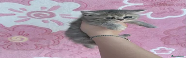 Meringa 