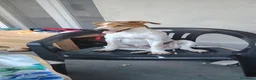 Meticcio cani in regalo: Regalo cucciola di 10 mesi a Provincia di Brescia - Annuncio 2