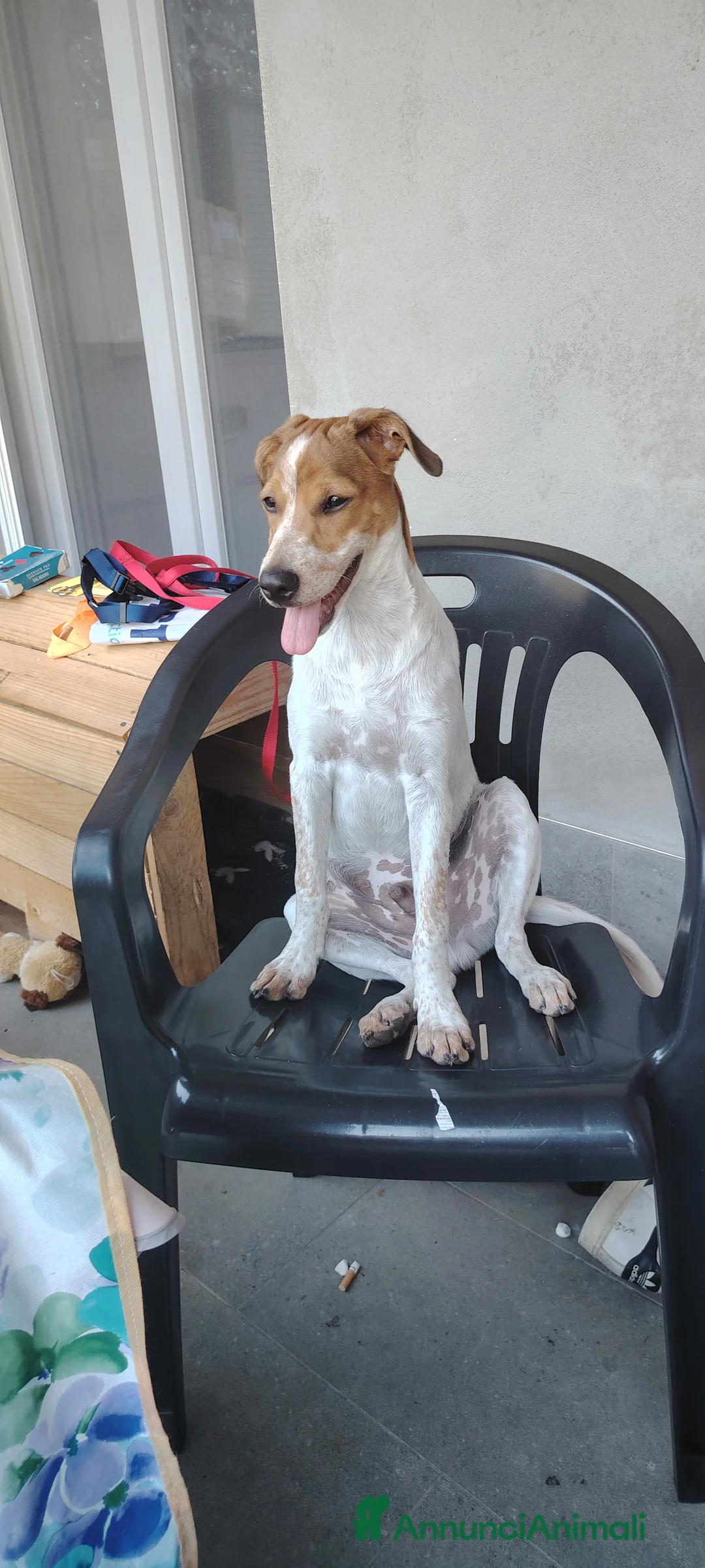 Meticcio cani in regalo: Regalo cucciola di 10 mesi a Provincia di Brescia - Annuncio 2