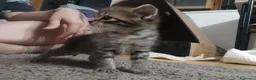 Scottish gatti in vendita: Cuccioli scottish/Maine coon - Annuncio 5