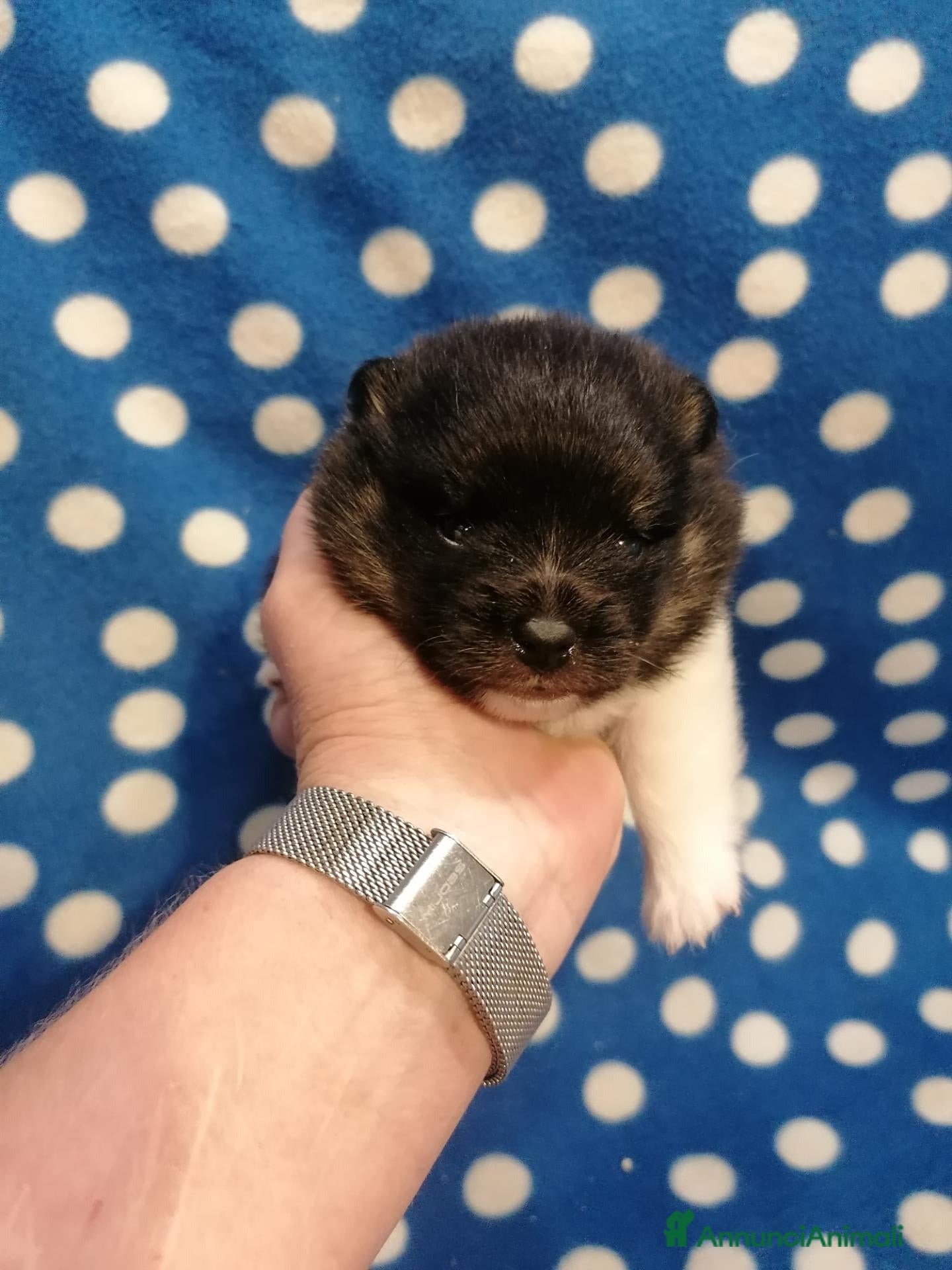 Volpino Pomerania cani in vendita: Volpino nano cucciolo black and white - Annuncio 1