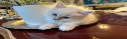 Ragdoll gatti in vendita: Tre cucciole di ragdoll, tre meraviglie! 🐾💙 - Annuncio 5