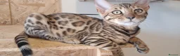 Bengala gatti in vendita: Bengala cuccioli pedegree a Provincia di Forlì-Cesena - Annuncio 6
