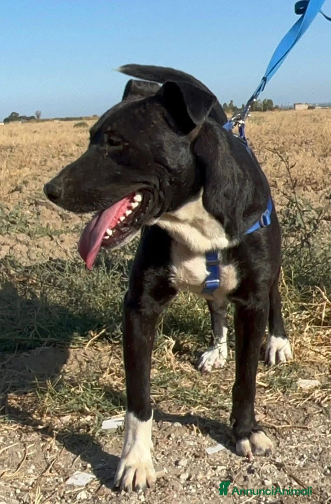 Meticcio cani in regalo: Dylan - Annuncio 3