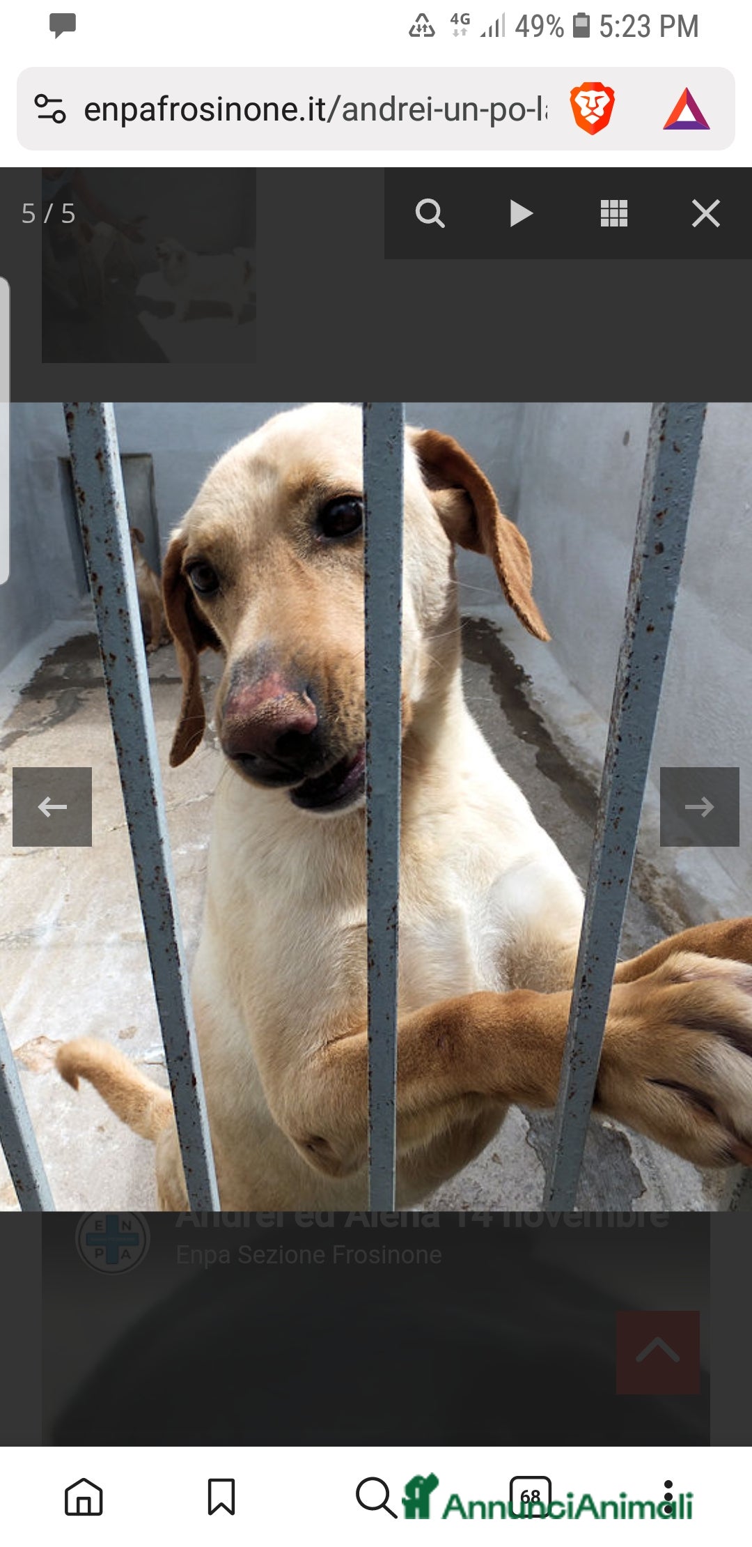 Labrador cani in regalo: ADOZ.DEL CUORE:Andrei,8a abbandonato e investito - Annuncio 3