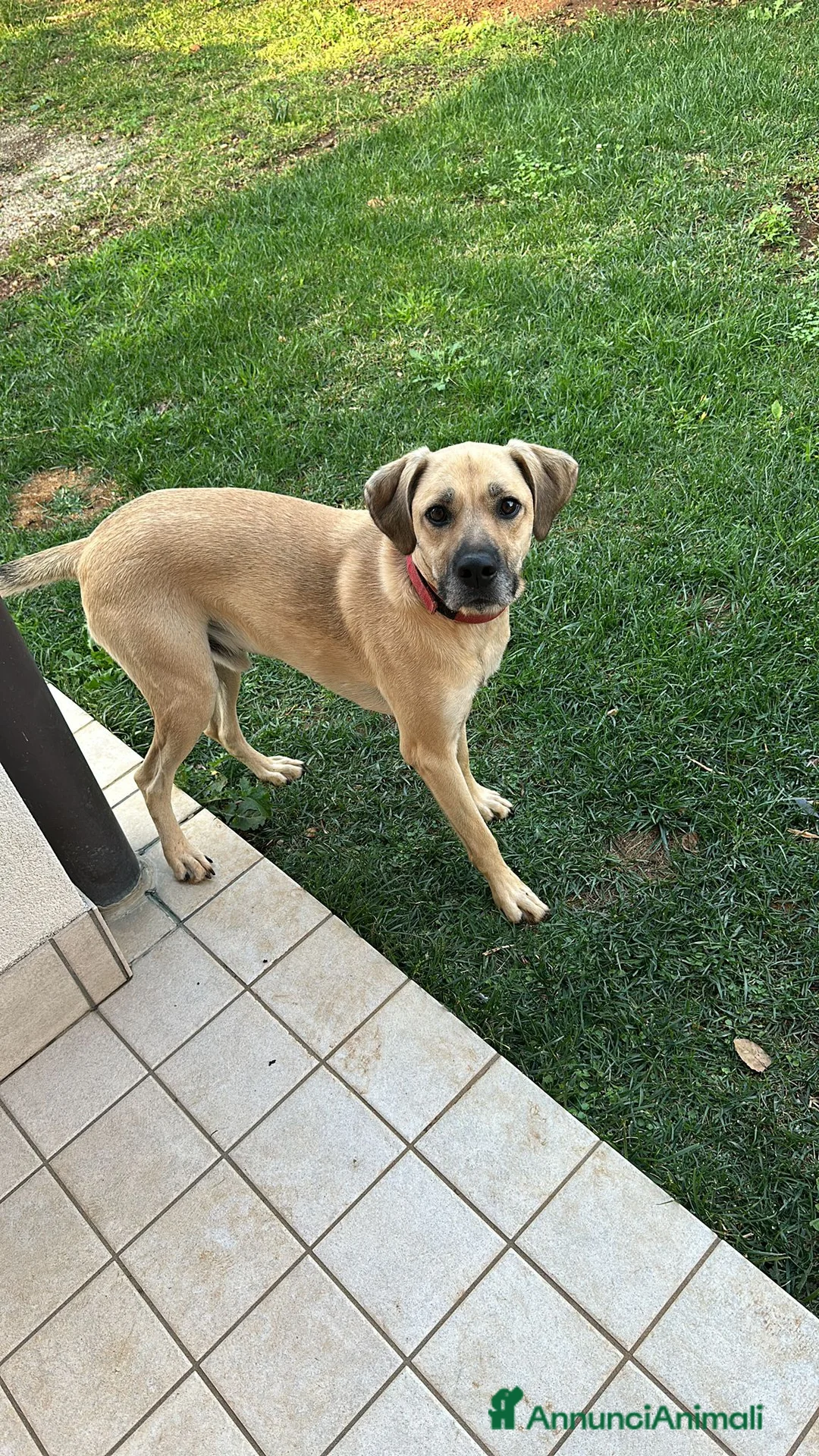 Meticcio cani in regalo: Regalo cucciolo  a Provincia di Treviso - Annuncio 1